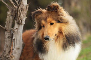 sable sheltie puppy port elizabeth south africa
