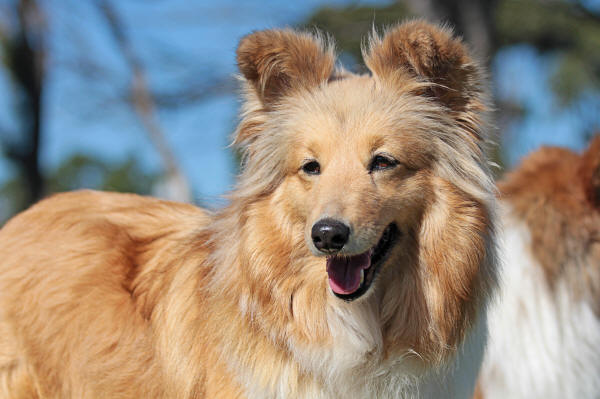 G sheltie