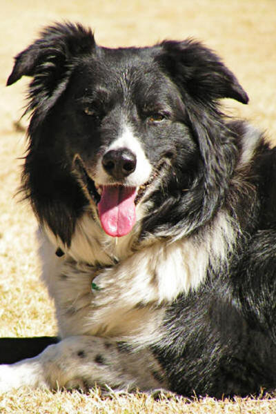 Jess border collie