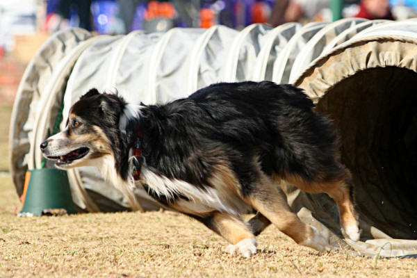 Seven Aussie
