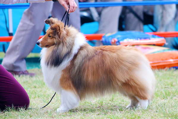 Tizzy Wing sheltie