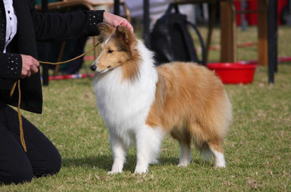 Trek Sheltie