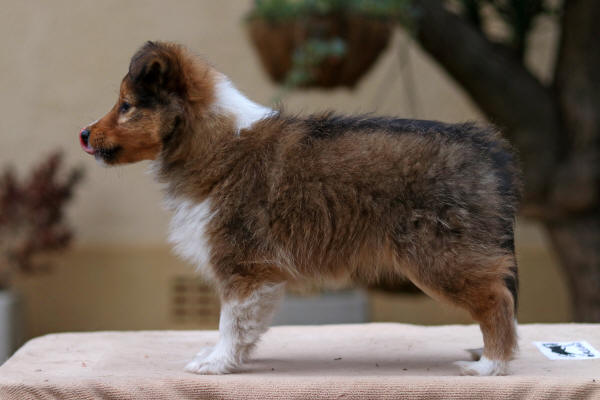sable sheltie puppy tango south africa
