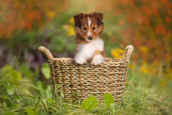 tango sable sheltie south africa puppy