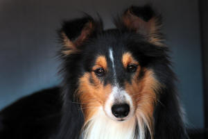 tri sheltie male darke south africa