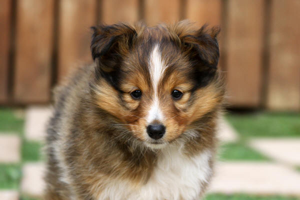 tango sable sheltie puppy south africa