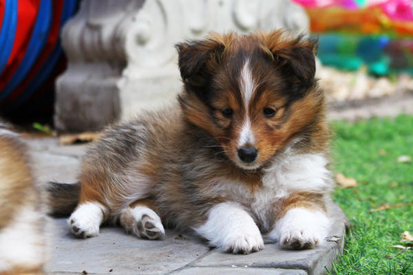 tango sable sheltie puppy south africa