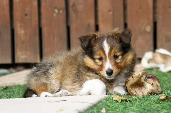 tango sable sheltie puppy south africa