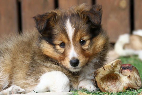 tango sable sheltie puppy south africa