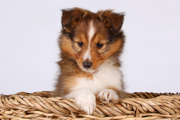 sable sheltie puppy tango south africa