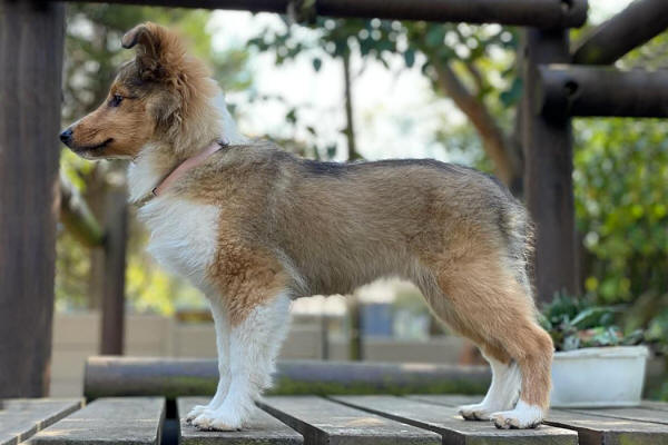 tango sable sheltie puppy
