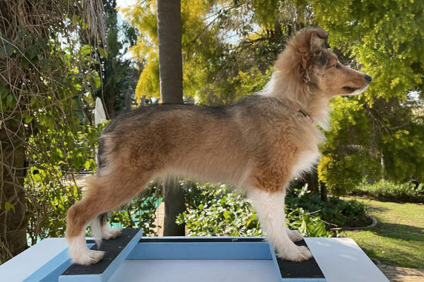 tango sable sheltie puppy