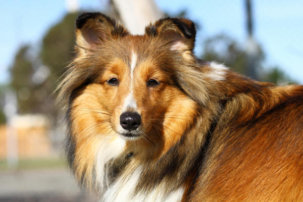 Tango Sheltie