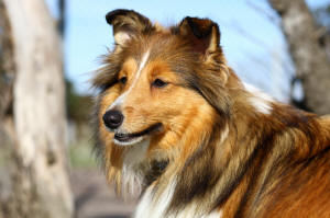 sheltie tango