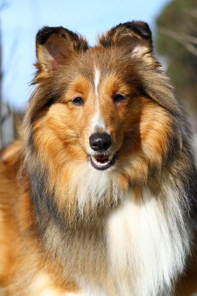 sheltie Tango