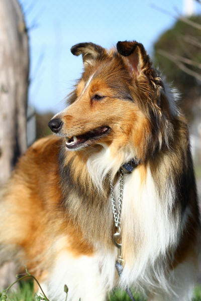 Tango sheltie