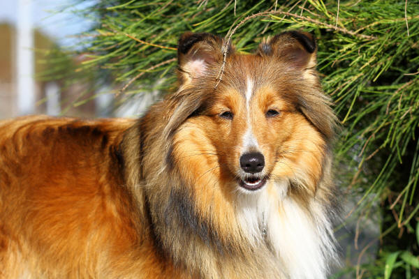sheltie tango