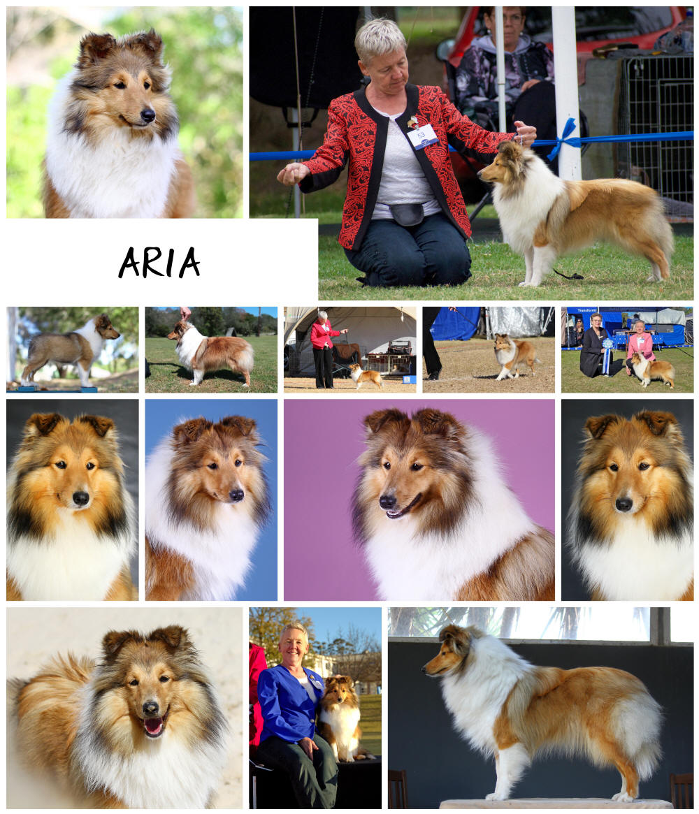 Shetland Sheepdog Aria
