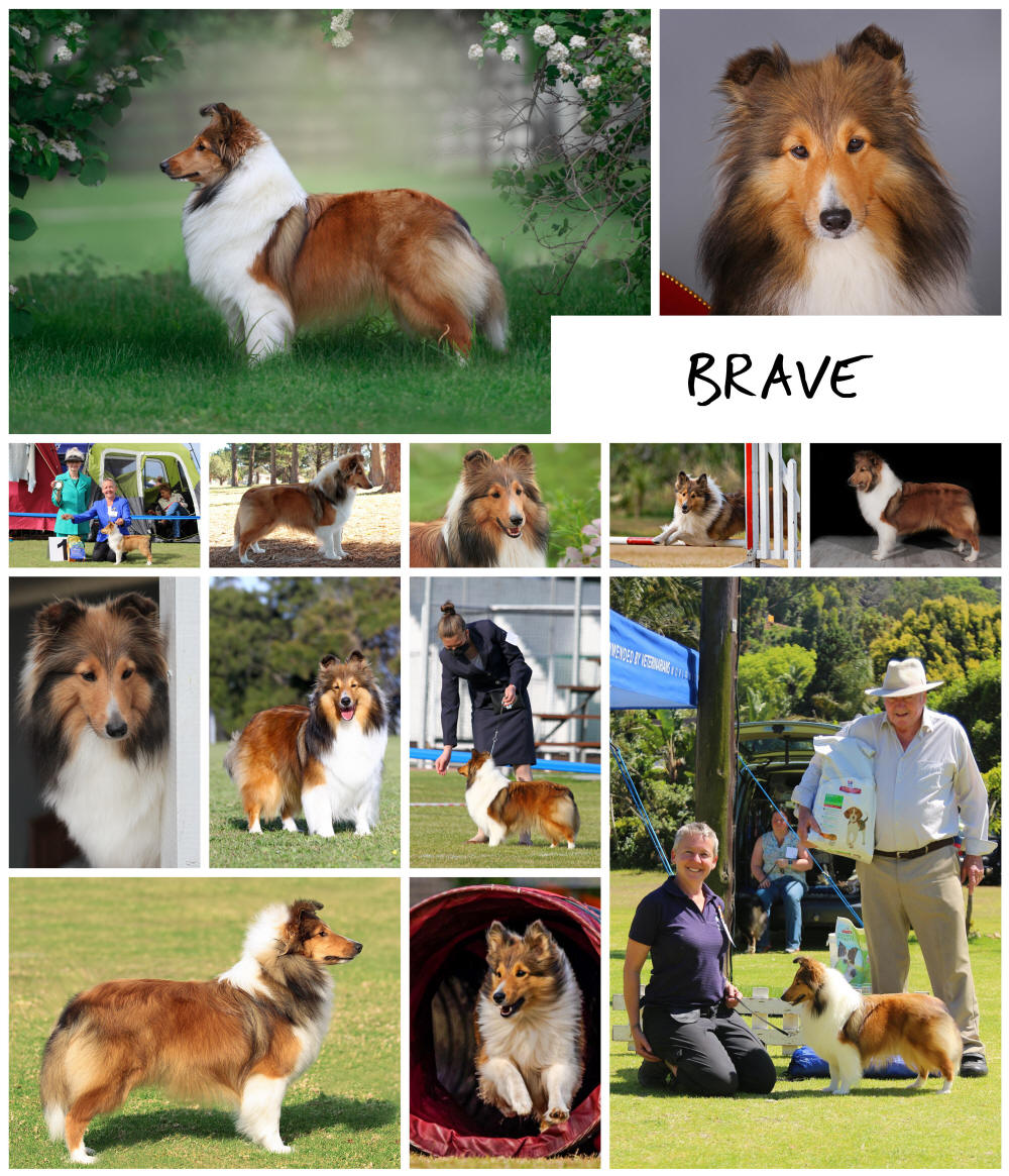 Shetland Sheepdog Brave