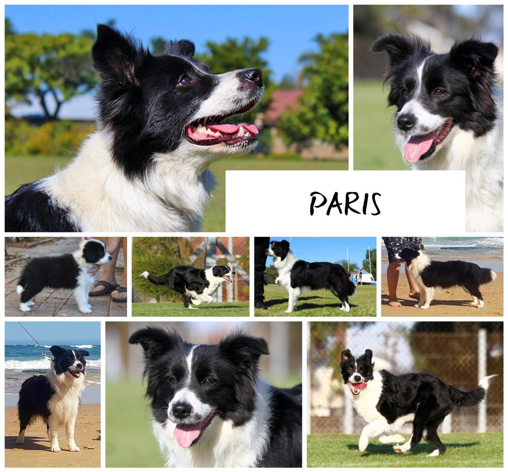 Border Collie Paris