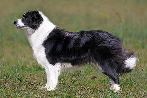 Border Collie South Africa Paris