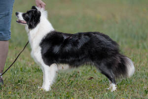 Border Collie South Africa Paris