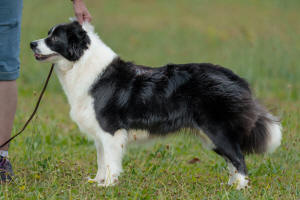 Border Collie South Africa Paris