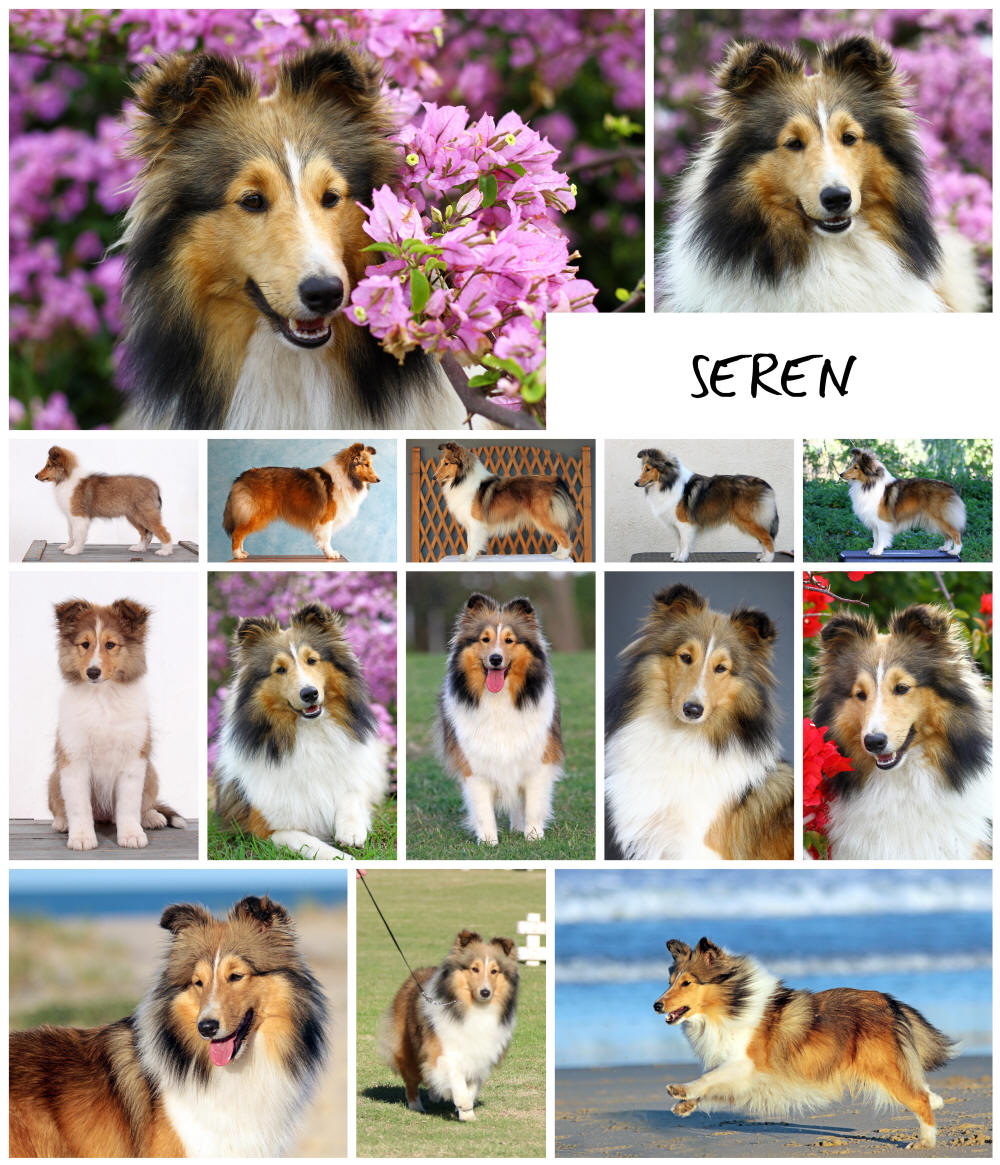 Shetland Sheepdog Seren