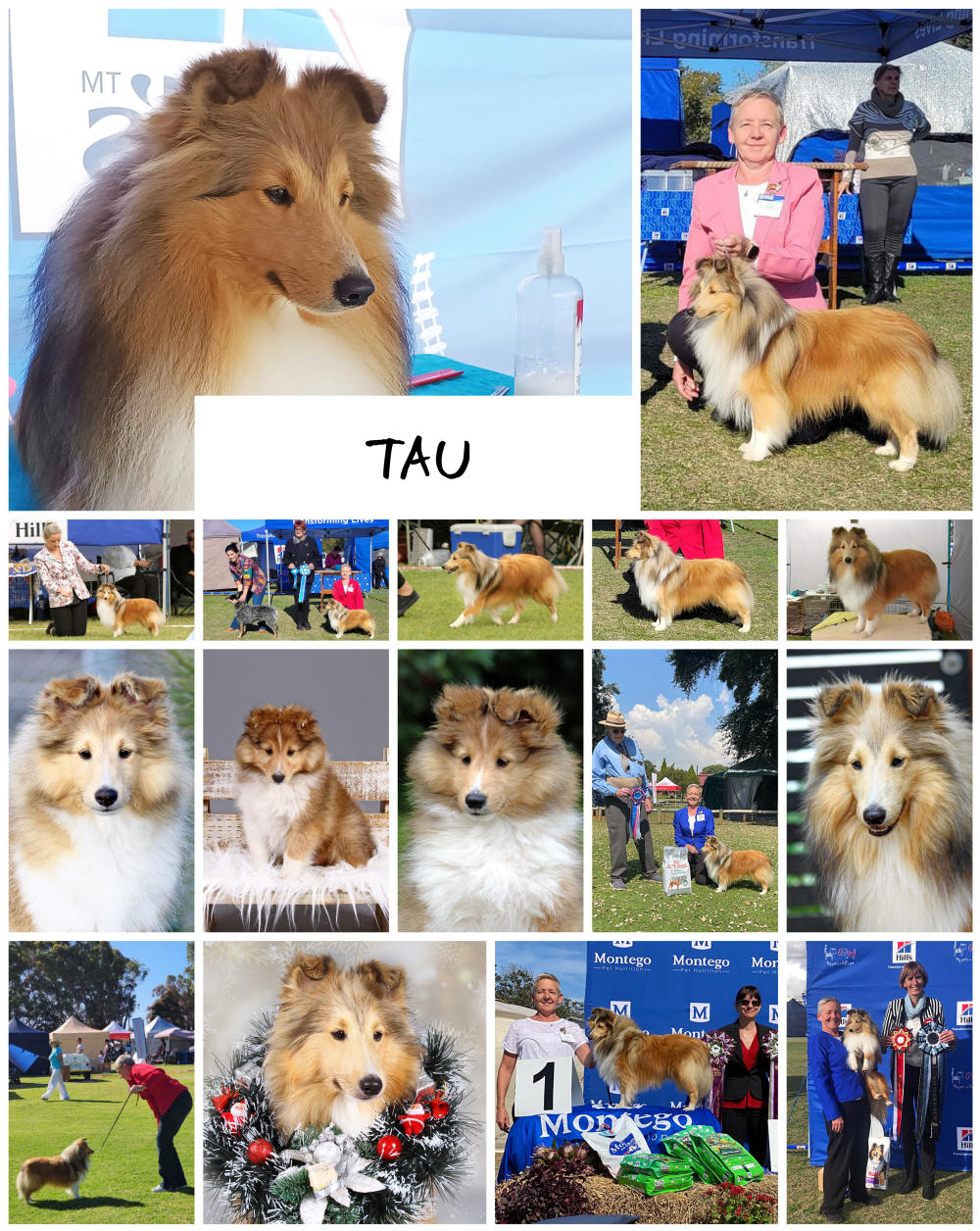 Shetland Sheepdog Tau