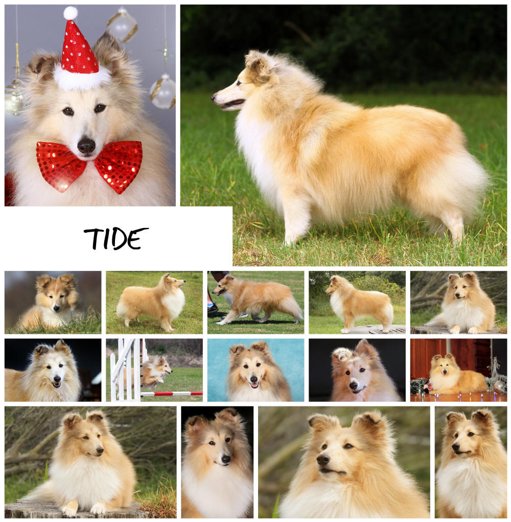 Shetland Sheepdog Tide