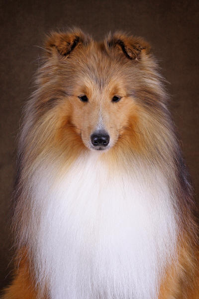 Shetland Sheepdog South Africa Tau