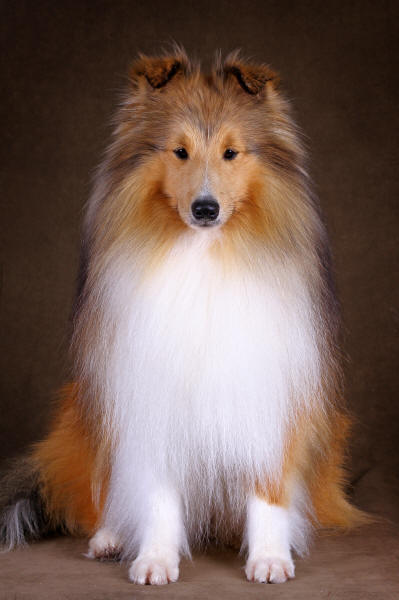 Shetland Sheepdog South Africa Tau