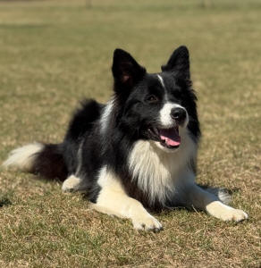 Koa Border Collie