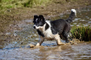 Koa Border Collie