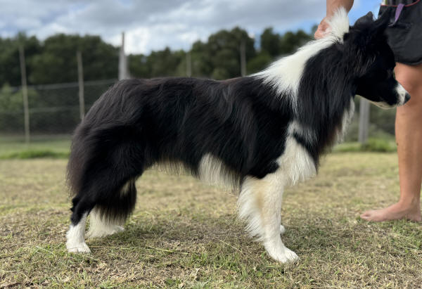 Border Collie Koa