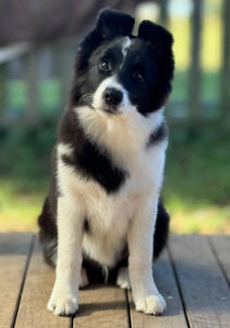 Koa Border Collie