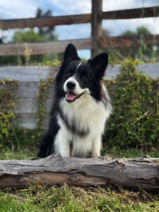 Koa Border Collie