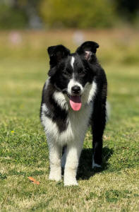 Koa Border Collie