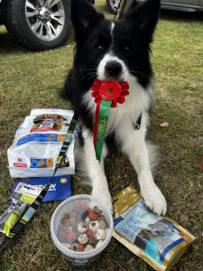 Koa Border Collie