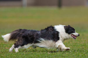 Border collie puppies