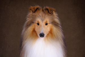 Shetland Sheepdog South Africa Tau