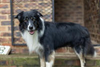Border Collie Rescue