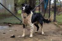 Border Collie Rescue