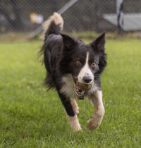 Border Collie Rescue
