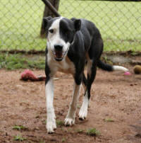 Border Collie Rescue