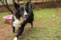Border Collie Rescue
