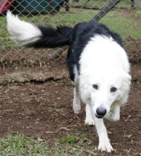 Border Collie Rescue