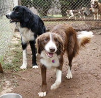 Border Collie Rescue