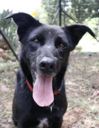 Border Collie rescue