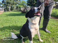 Border Collie Rescue